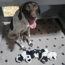 German Shorthaired Pointer puppies from Bird Dog Ranch