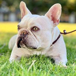 Phoebe - French Bulldog