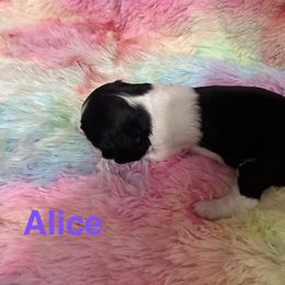 Girl 2 - female English Springer Spaniel puppy in Denton, Texas from Kytra's Kennels