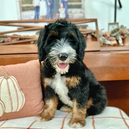 Astro - Tri-color male Bernedoodle puppy in Waco, Texas from Blessings Pups Doodles