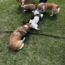 Pembroke Welsh Corgi Puppies from Linda Delarios