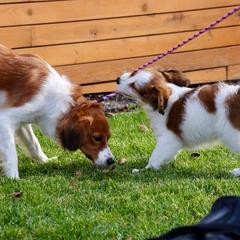 Nederlandse Kooikerhondje Puppies from Golden Gate Kooikers