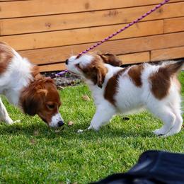 Nederlandse Kooikerhondje Puppies from Golden Gate Kooikers