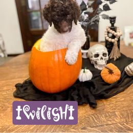 Double Doodle and Labradoodle Puppies from Magnolia & Finn Doodles