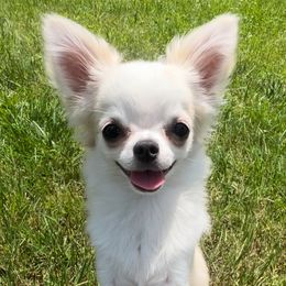 George (4500 USD) - Cream and white male Chihuahua puppy in Morrisville, North Carolina from Mozzafiato Chihuahuas