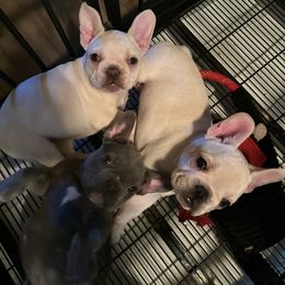 Girl 1 - White French Bulldog puppy in Merkel, Texas from Thomas Frenchies
