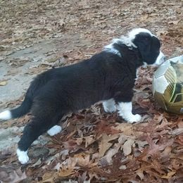 English Shepherd Puppies from Yellow Wolf Farm