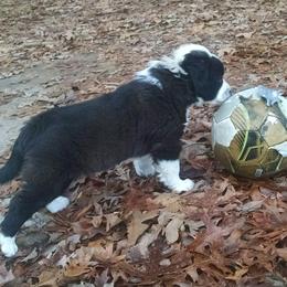 English Shepherd Puppies from Yellow Wolf Farm