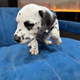 Dalmatian, Poodle, and Rhodesian Ridgeback Puppies from Ruffles, Ridges, & Spots!