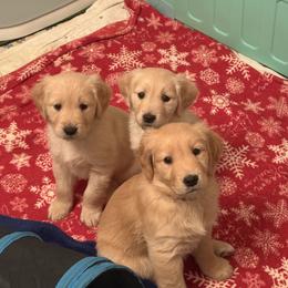 Girl 2 - Dark golden female Golden Retriever puppy in East Hartford, Connecticut from Cherry Hollow Goldens