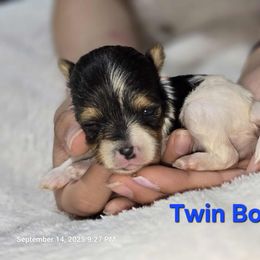 Biewer Terrier and Yorkshire Terrier Puppies from Granny's yorkshire Terrier Modesto California