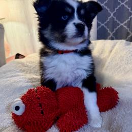 Vito - Black and white male Pomsky puppy in Wisconsin from Summer's Pomskies