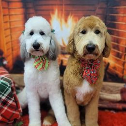 Goldendoodles from Poppy's Doodles