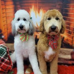 Goldendoodles from Poppy's Doodles