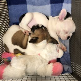 French Bulldog and Nova Scotia Duck Tolling Retriever Puppies from Folklore Den