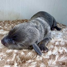 Female 2 - Blue and tan female Dachshund puppy in El Campo, Texas from Creamer Creek Kennel