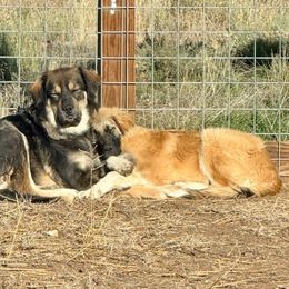 Maeve - Tan female Colorado Mountain Dog puppy in Cotopaxi, Colorado from Once Upon A Moose (OUM)