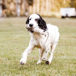 Orion - English Springer Spaniel