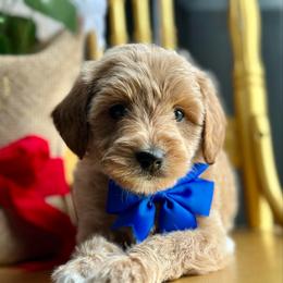 Phoenix - Apricot male Goldendoodle puppy in Adolphus, Kentucky from Deerly Poodles