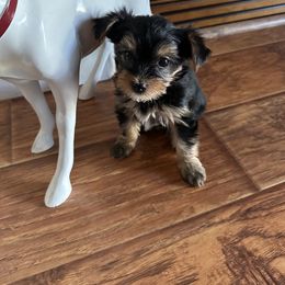 Yorkshire Terrier Puppies from Angelica's Yorkshire Terriers