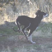 Saluki Puppies from Obi-Wan Salukis