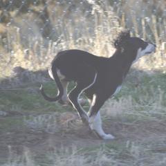 Saluki Puppies from Obi-Wan Salukis