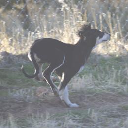 Saluki Puppies from Obi-Wan Salukis