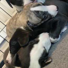 Whippet Puppies from Infinity Whippets