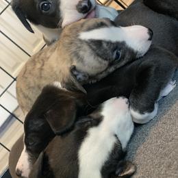 Whippet Puppies from Infinity Whippets