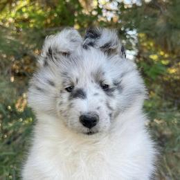 Shetland Sheepdog Puppies from Shirehill Shelties