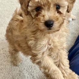 Poodle Puppies from ItalianToyPoodles