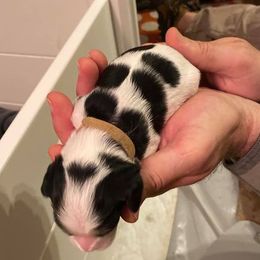 Cavalier King Charles Spaniel Puppies from Peaceful Promise Cavaliers