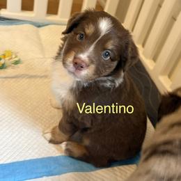 Miniature Australian Shepherd Puppies from Higher Elevations Mini Aussies