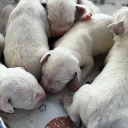 Female pick spot 3 (out of 3) - White and black female Dalmatian puppy in Hawkins, Texas from Snow Dalmatians