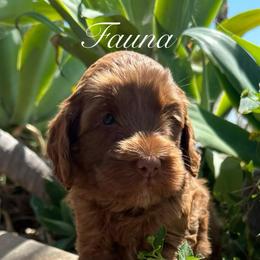 Fauna - Caramel red female Australian Labradoodle puppy in Riverside, California from Sycamore Canyon Labradoodle