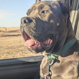 Cane Corso from Earth and Ship Cane Corso