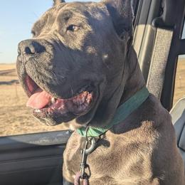 Cane Corso from Earth and Ship Cane Corso