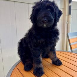 Madame M - female Golden Mountain Doodle puppy in El Cajon, California from Golden Liberty Doodles
