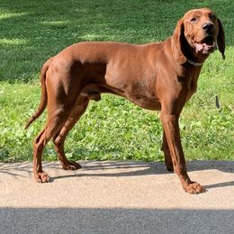 Redbone Coonhound Puppies from Morris’s redbones