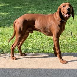 Redbone Coonhound Puppies from Morris’s redbones