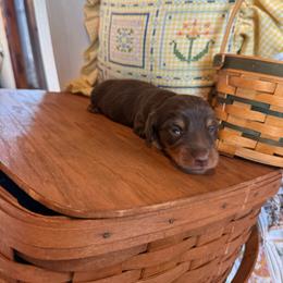 Zale - Chocolate and tan male Dachshund puppy in Cabool, Missouri from Hidden Valley Farms