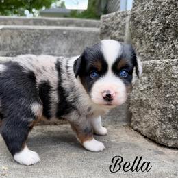 Bella - Blue merle female Miniature Australian Shepherd puppy in Sandy Hook, Kentucky from RidgeTop Aussies