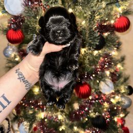 Shih Tzu Puppies from S&K shih tzu’s