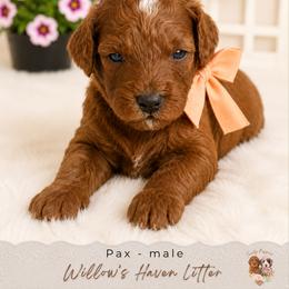 Pax - Red  male Goldendoodle puppy in Atlanta, Georgia from Teddy Puppies