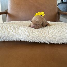 Girl 3 - female Australian Labradoodle puppy in Ferndale, Washington from Annie's Doodles