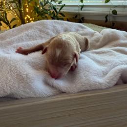 Simon - Parti male Goldendoodle puppy in Barstow, California from Golden Desert Doodles