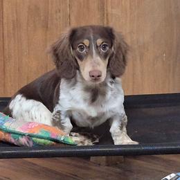 Rocky - Dachshund