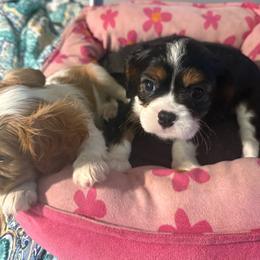 Sadie - Tri-color female Cavalier King Charles Spaniel puppy in Ocala Fl, Florida from Encore Cockers
