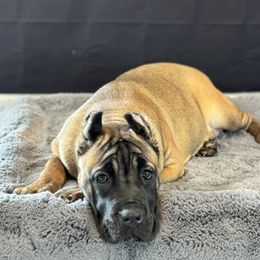 Cane Corso Puppies from Battalion Cane Corso