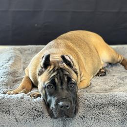 Cane Corso Puppies from Battalion Cane Corso